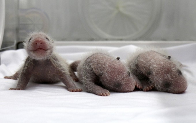 baby panda triplets