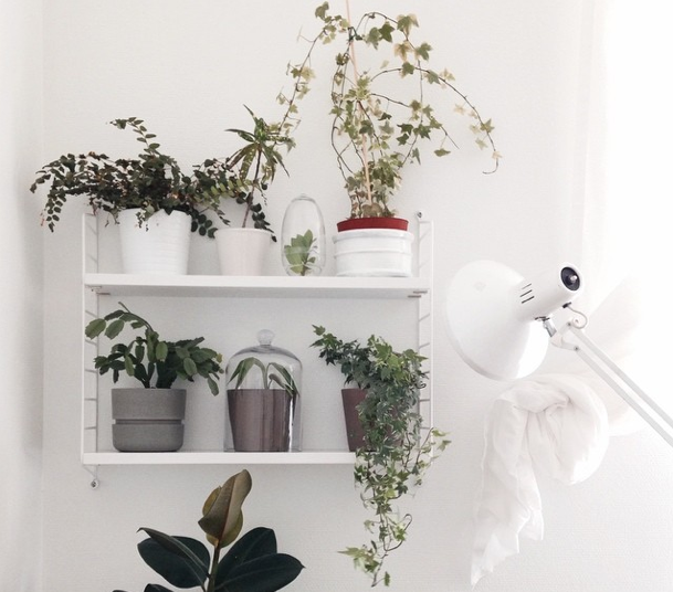 decorate with plants pic by carolinavd apartmentdiet